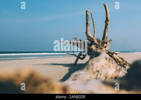 Arbre Sec, la racine se trouve sur le rivage d'une plage de sable, plage vide vide, petites vagues, ciel bleu, l'arrière-plan Banque D'Images