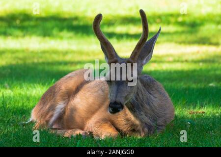 Deer Resting in Capitol Reef National Park, Utah Banque D'Images