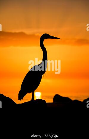 Un grand héron en photo contre le coucher du soleil à Pass-a-Grille Beach, en Floride. Températures élevées est levée dans le 80 à proximité de high records pour cette période de l'année en Floride. Banque D'Images