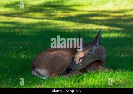 Deer Resting in Capitol Reef National Park, Utah Banque D'Images