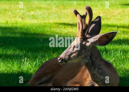 Deer Resting in Capitol Reef National Park, Utah Banque D'Images