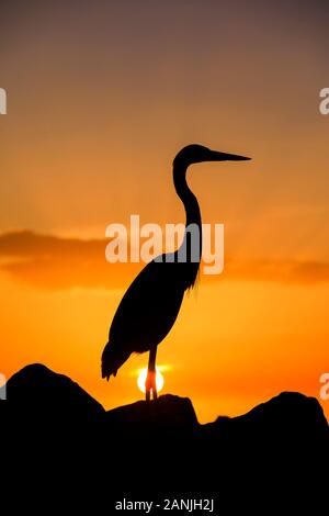 Un grand héron en photo contre le coucher du soleil à Pass-a-Grille Beach, en Floride. Températures élevées est levée dans le 80 à proximité de high records pour cette période de l'année en Floride. Banque D'Images