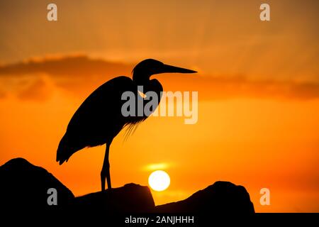 Un grand héron en photo contre le coucher du soleil à Pass-a-Grille Beach, en Floride. Températures élevées est levée dans le 80 à proximité de high records pour cette période de l'année en Floride. Banque D'Images