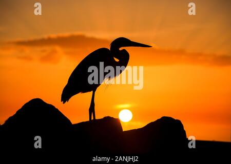 Un grand héron en photo contre le coucher du soleil à Pass-a-Grille Beach, en Floride. Températures élevées est levée dans le 80 à proximité de high records pour cette période de l'année en Floride. Banque D'Images