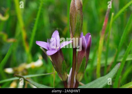 Au début,gentiane Gentianella anglica, est un petit, de rares fleurs sauvages annuel ou biennal. Elle pousse sur les prairies de craie, favorisant les pentes exposées au sud avec thi Banque D'Images