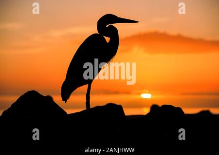 Un grand héron en photo contre le coucher du soleil à Pass-a-Grille Beach, en Floride. Températures élevées est levée dans le 80 à proximité de high records pour cette période de l'année en Floride. Banque D'Images