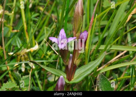 Au début,gentiane Gentianella anglica, est un petit, de rares fleurs sauvages annuel ou biennal. Elle pousse sur les prairies de craie, favorisant les pentes exposées au sud avec thi Banque D'Images