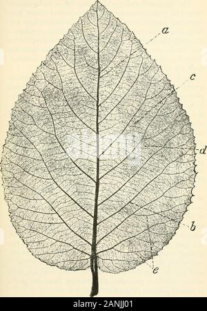 Les arbres ; un manuel de botanique pour la forêt-bois et le laboratoire . te-pennées-boucle-pennées arcuate-pennées-réticulé-nervation palmée et ses variétés. Les faisceaux vasculaires s'étend dans la feuille-tissuesare, comme déjà indiqué, appelé côtes et les veines, et con-constituer la soi-disant venation. Le principal projet en général andveins nervures sur la face inférieure de la feuille,et sont donc facilement visibles, mais il y a plus veinsare souvent invisibles ou peu visibles, sauf en leavesand par lumière transmise, parce qu'ils sont enterrés dans les tissus thesoft. Dans l'aspect du cuir et feuilles charnues Banque D'Images