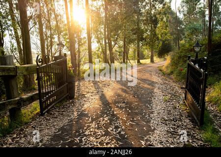 Clôture d'entrée de la propriété flanquée de gomme bleue méridionale (Eucalytus globulus) eucalyptus ornementaux au lever du soleil (Tezanos, Villacarriedo, Cantabrie, Espagne) Banque D'Images