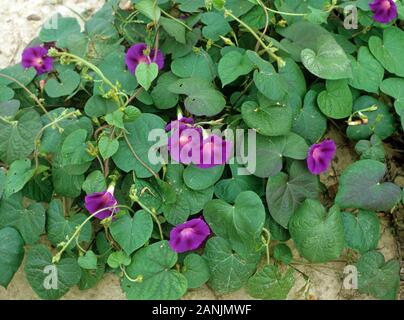 Purple morning glory (Ipomoea purpurea) une plante à fleurs mauvaises herbes à larges feuilles, North Carolina, USA, octobre Banque D'Images