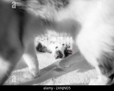 Un mignon petit chaton et chat maman jouent sur un tapis blanc sur Sun Banque D'Images