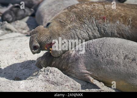 Grand mâle Southern Elephant Seal (Mirounga leonina) tient une femelle autour du cou tout en s'accouptant sur l'île Sea Lion dans les îles Falkland. Banque D'Images