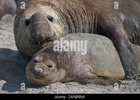 Grand mâle Southern Elephant Seal (Mirounga leonina) tient une femelle autour du cou tout en s'accouptant sur l'île Sea Lion dans les îles Falkland. Banque D'Images