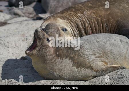 Grand mâle Southern Elephant Seal (Mirounga leonina) tient une femelle autour du cou tout en s'accouptant sur l'île Sea Lion dans les îles Falkland. Banque D'Images