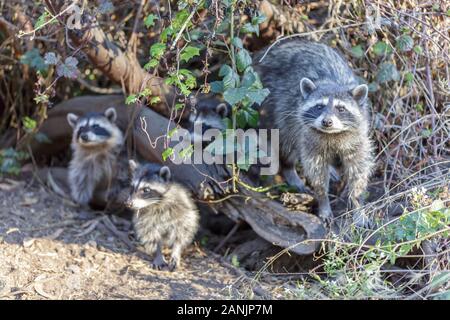 Le raton laveur (Procyon lotor) famille de baies. Banque D'Images