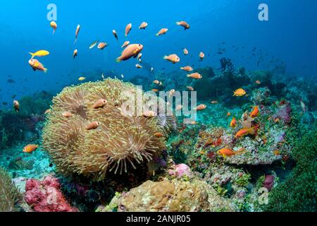 Les Maldives, poisson clown, poisson clown blackfinned blackfoot ou poisson clown Amphiprion nigripes, leur hôte, et d'une vue magnifique sur la mer, de l'anémone Heteractis magnif Banque D'Images