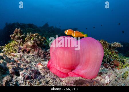 Les Maldives, poisson clown, poisson clown blackfinned blackfoot ou poisson clown Amphiprion nigripes, leur hôte, et d'une vue magnifique sur la mer, de l'anémone Heteractis magnif Banque D'Images