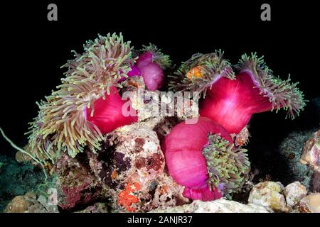 Les Maldives, poisson clown, poisson clown blackfinned blackfoot ou poisson clown Amphiprion nigripes, leur hôte, et d'une vue magnifique sur la mer, de l'anémone Heteractis magnif Banque D'Images