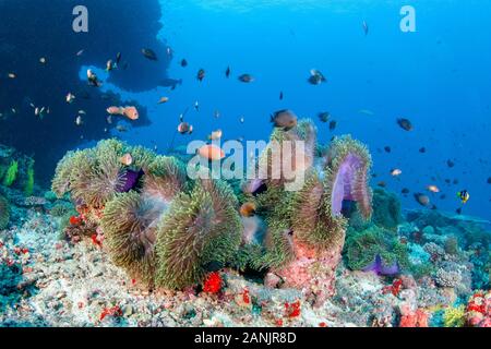 Les Maldives, poisson clown, poisson clown blackfinned blackfoot ou poisson clown Amphiprion nigripes, leur hôte, et d'une vue magnifique sur la mer, de l'anémone Heteractis magnif Banque D'Images
