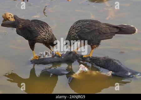 Caracara strié (Phalcoboenus australis) se nourrissent de la carcasse d'un bébé phoque éléphant de mer du sud (Mirounga leonina) sur l'île de Sea Lion. Banque D'Images