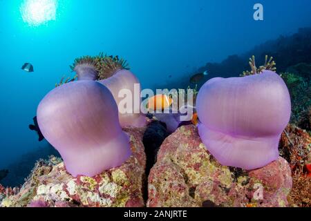 Les Maldives, poisson clown, poisson clown blackfinned blackfoot ou poisson clown Amphiprion nigripes, leur hôte, et d'une vue magnifique sur la mer, de l'anémone Heteractis magnif Banque D'Images