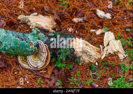 Gros plan du champignon se trouvant sur un membre cassé posé sur une terre couverte d'aiguille de pin. Banque D'Images