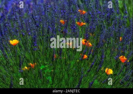 Close up de coquelicots orange poussant dans un champ agricole de lavande Banque D'Images