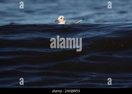 Une mouette à tête noire Banque D'Images