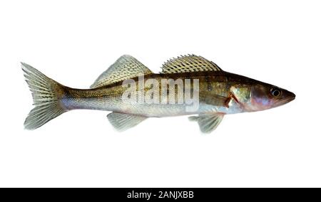 L'eau douce Poissons crus zander isolé sur fond blanc. Lucioperca lucioperca les poissons d'eau douce de l'Europe Banque D'Images