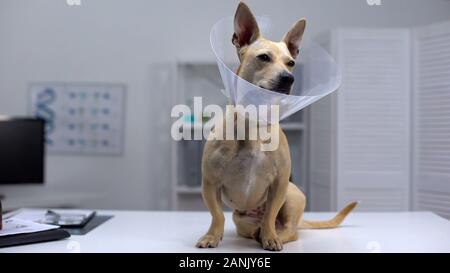 Funny dog en cône pet sitting on table clinique vétérinaire, rehab après la stérilisation Banque D'Images