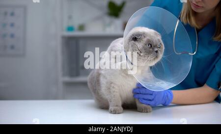 Contrôle de l'EFP collier cône sur le cou du chat, animal impatient en entonnoir inconfortable Banque D'Images