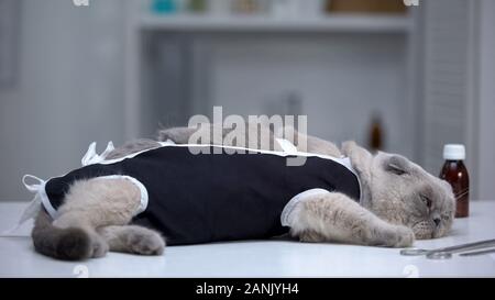 Enfoncée dans cat lying in bandage clinique vétérinaire, la récupération après la castration chirurgicale Banque D'Images