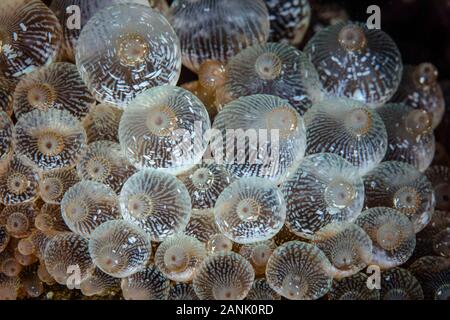 Détail d'un Bulbed Entacmaea quadricolor, anémone, sur un récif de corail dans le Parc National de Komodo, moindre petites îles, l'Indonésie, de l'océan Indo-pacifique Banque D'Images