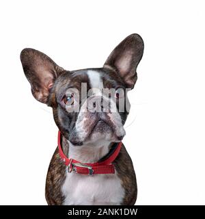 Closeup portrait of beautiful boston terrier de pure race, blankspace copyspace Banque D'Images