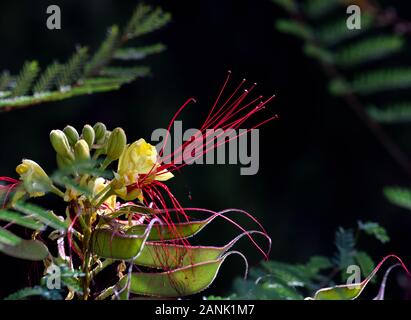 'Oiseau de paradis' (Caesalpinia Gilliesii): Buisson ornementale exotique de fleurs jaunes avec de longues étamines rouges Banque D'Images