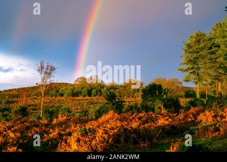 Godshill, New Forest, Hampshire, Royaume-Uni, 17 janvier 2020, la météo. Averses en après-midi éventuellement faire place à plus de refroidisseur réglé météo à la fin d'une semaine très humide. Un modèle météorologique anticyclonique devrait apporter du soleil et du jour au lendemain gelées pendant la fin de semaine. Crédit : Paul Biggins/Alamy Live News Banque D'Images