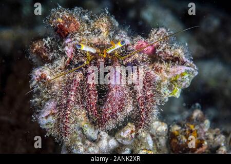 L'ermite rouge velu, Dardanus lagopodes, rampe sur le fond de la nuit dans le Parc National de Komodo, en Indonésie, de l'océan Indo-pacifique Banque D'Images