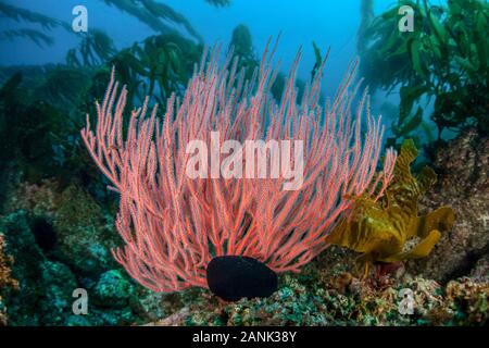 Varech géant et gorgones, Macrocystis pyrifera, s'accrochent à l'fond rocheux d'un récif au large de l'île de Santa Barbara, Channel Islands National Park, Calif. Banque D'Images