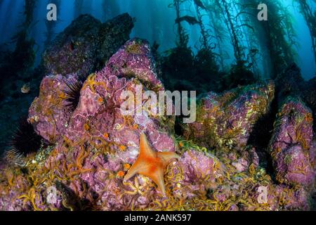 Star cassants, espèce Ophiothrix, et bat star, Patiria miniata, dans la forêt de varech géant, île de Santa Barbara, Channel Islands National Park, Californie Banque D'Images