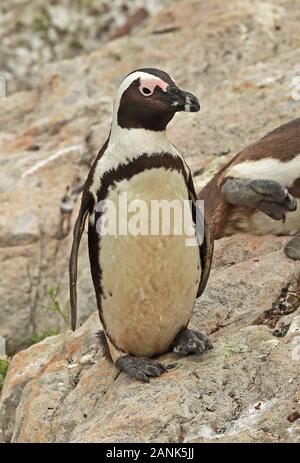 Manchot du Cap (Spheniscus demersus) adulte debout sur rock Western Cape, Afrique du Sud Novembre Banque D'Images