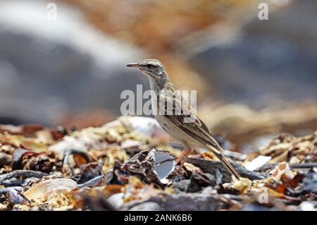 (Anthus cinnamomeus Pipit africain) rufuloides article adultes sur plage de galets Alexander Bay, l'Orange River, Afrique du Sud Novembre Banque D'Images