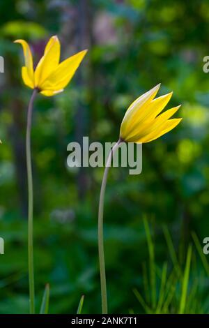 Tulipes sauvages en Suède, malmköping Banque D'Images