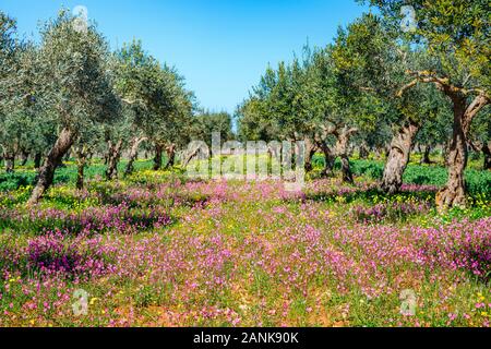 Oliveraie incroyable en fleurs. Jour pittoresque et magnifique scène. Forêt féerique au printemps. Emplacement Placez l'île de Sicile, Italie, Europe. Med Banque D'Images