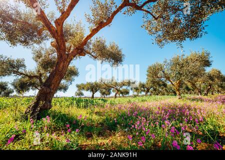 Oliveraie incroyable en fleurs. Jour pittoresque et magnifique scène. Forêt au printemps. Emplacement Placez l'île de Sicile, Italie, Europe. Merveilleux Banque D'Images