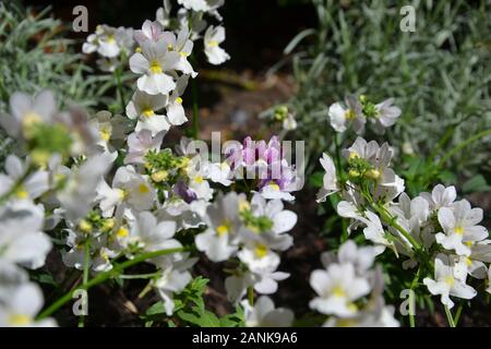 Très joli petit blanc, rose et violet fleurs avec centre jaune. Un parterre planté de l'usine de literie parfumées nemesia (aloha). Gorg Banque D'Images