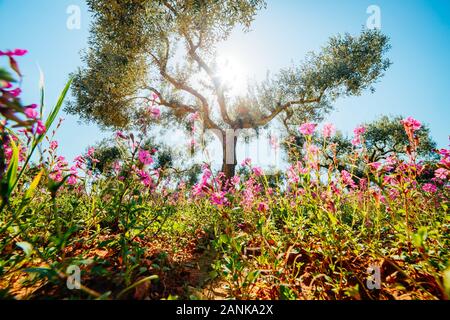 Oliveraie incroyable en fleurs. Jour pittoresque et magnifique scène. Forêt au printemps. Emplacement Placez l'île de Sicile, Italie, Europe. Merveilleux Banque D'Images