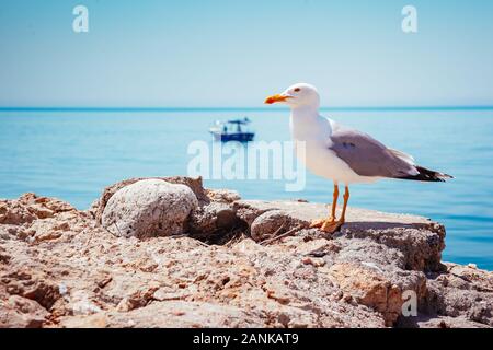 Seagull la chasse pour pêcher sur l'océan Atlantique. La scène pittoresque à l'extérieur. Emplacement Placez le cap Dyrholaey, côte de l'Islande, de l'Europe. Des images uniques Banque D'Images