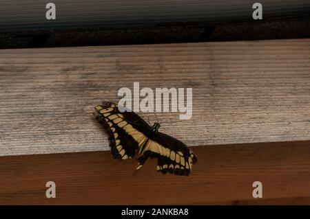 Close-up of a butterfly sitting on a log. Grand porte-queue (Papilio cresphontes) papillon Banque D'Images