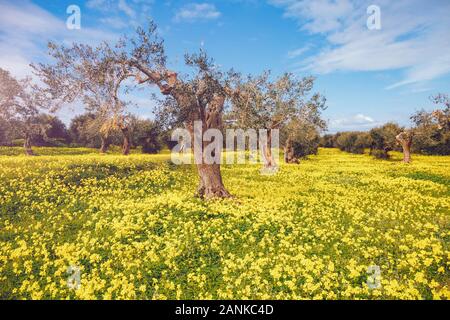 Vue impressionnante sur l'oliveraie. Jour pittoresque et magnifique scène. Forêt féerique au printemps. Emplacement Placez l'île de la Sicile, l'Italie, l'Europe. Banque D'Images