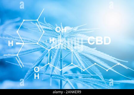 Libre de cannabis médical à extraire de l'huile de la formule CBD cannabinol, le cannabidiol. Filtre bleu Banque D'Images